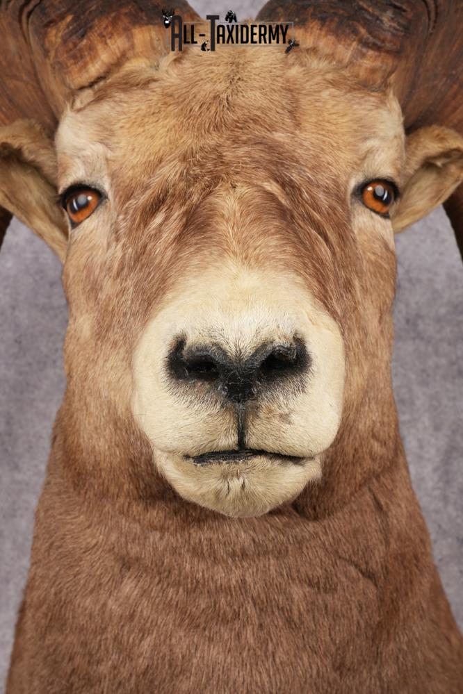 Rocky Mountain Bighorn Sheep SKU 2965 - Image 2
