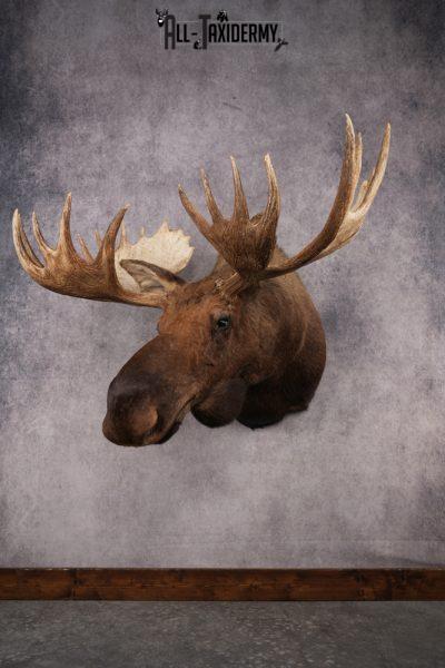 Moose Shoulder Mount