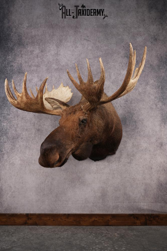 Moose Shoulder Mount