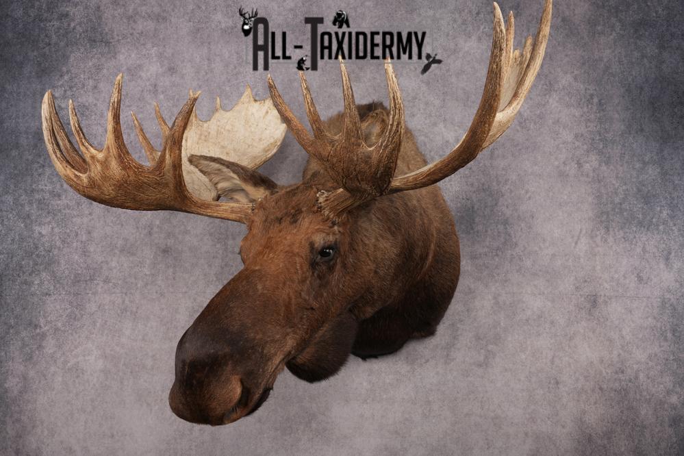 Alaskan Moose SKU 2988 - Image 13