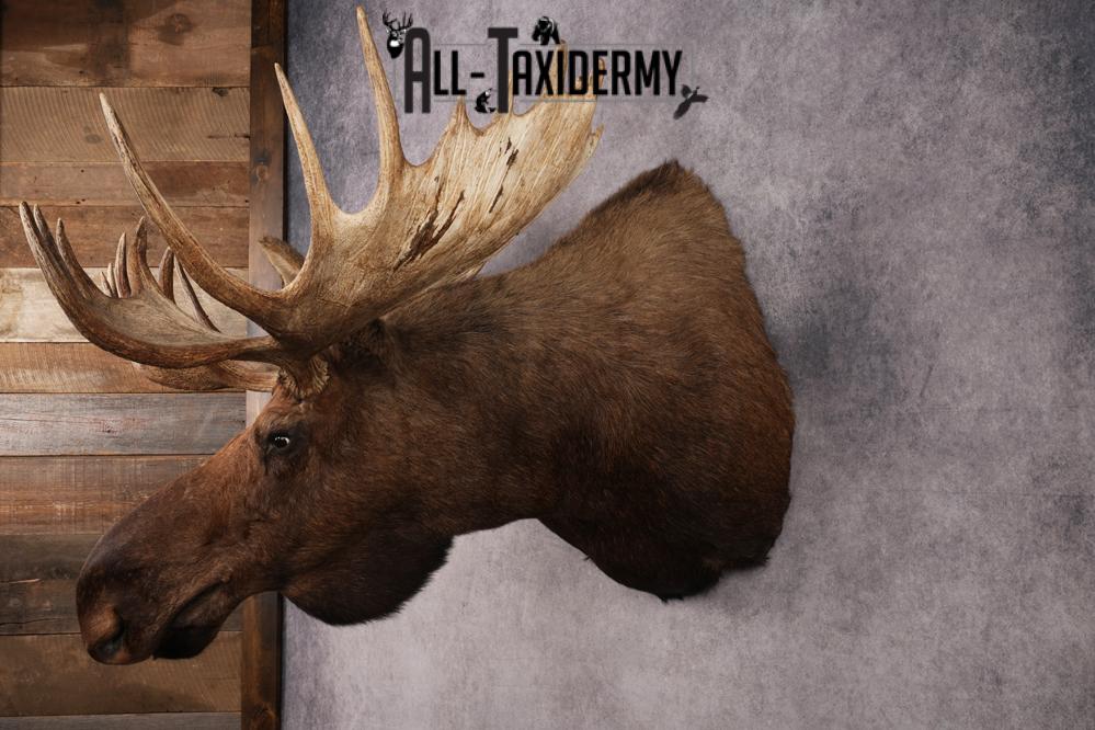 Alaskan Moose SKU 2988 - Image 12