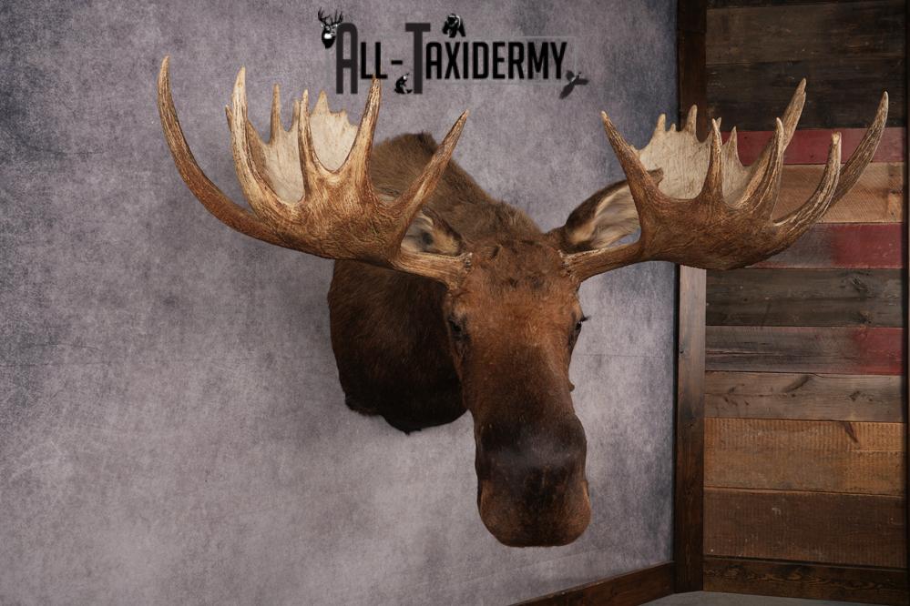 Alaskan Moose SKU 2988 - Image 11