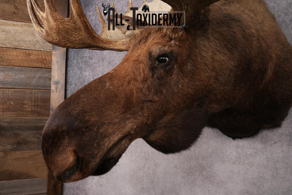 Alaskan Moose SKU 2988 - Image 10