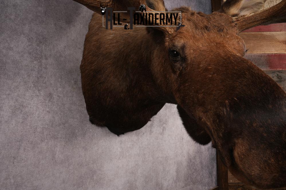 Alaskan Moose SKU 2988 - Image 9