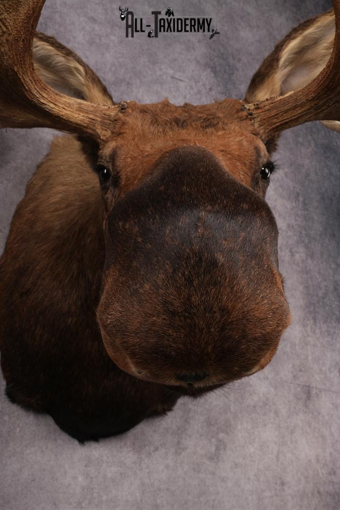 Alaskan Moose SKU 2988 - Image 8