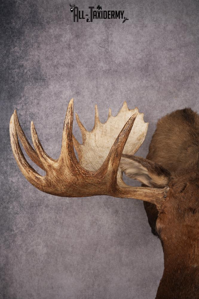 Alaskan Moose SKU 2988 - Image 7