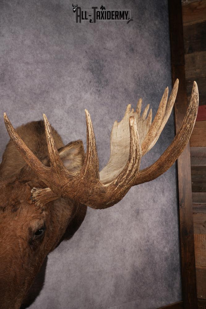 Alaskan Moose SKU 2988 - Image 6
