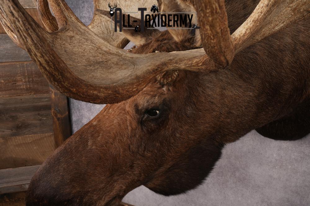 Alaskan Moose SKU 2988 - Image 5