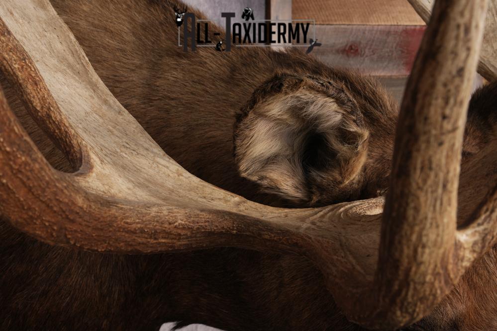 Alaskan Moose SKU 2988 - Image 4