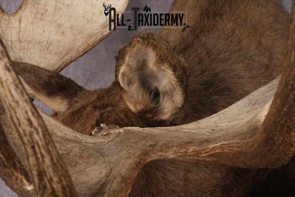 Alaskan Moose SKU 2988 - Image 3