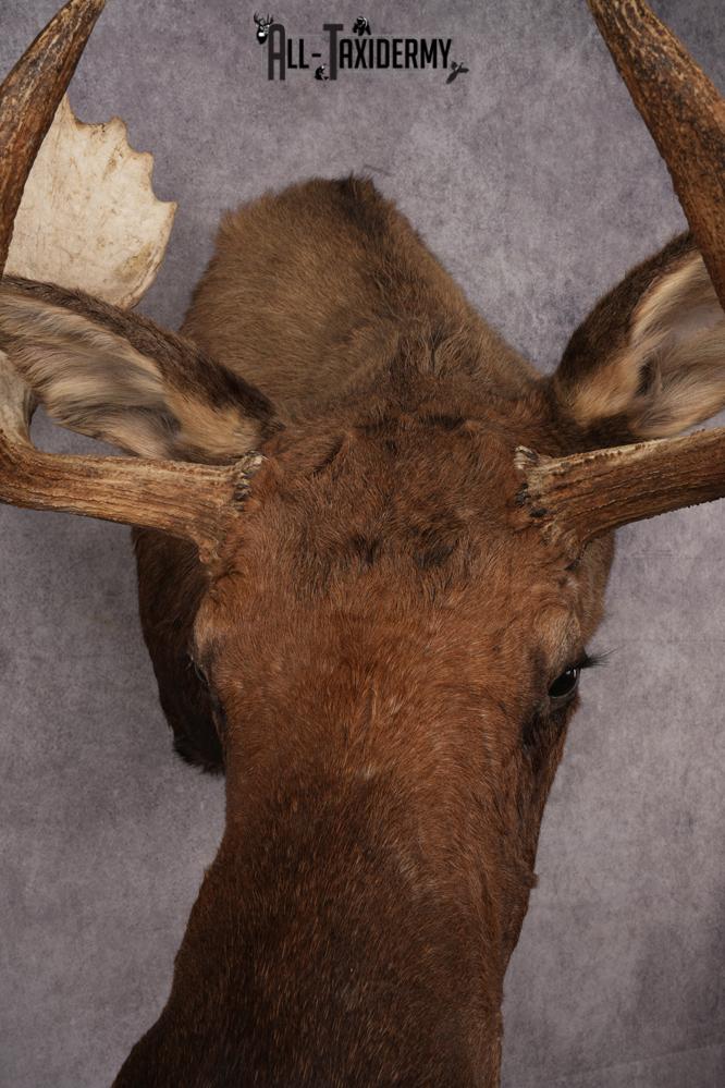 Alaskan Moose SKU 2988 - Image 2