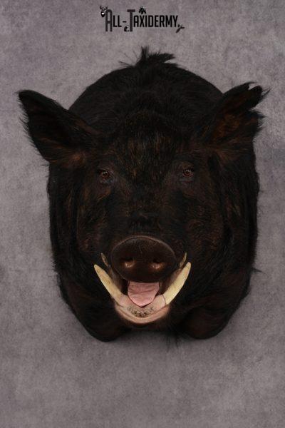 XXXL Hog Shoulder Mount SKU 2975