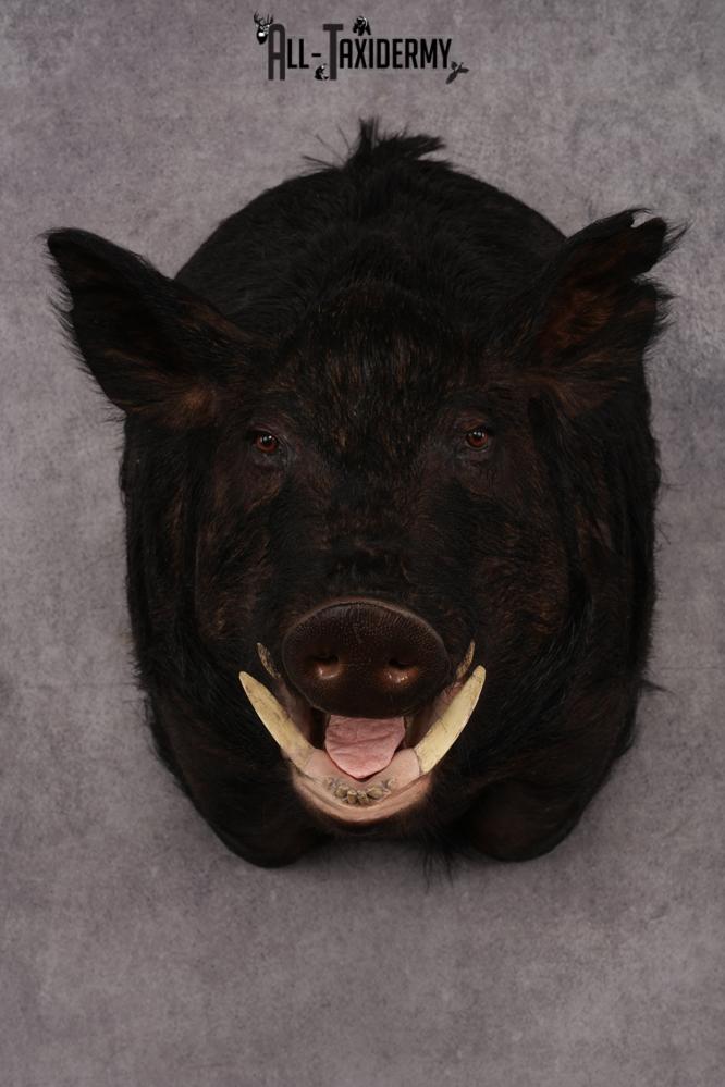 XXXL Hog Shoulder Mount SKU 2975