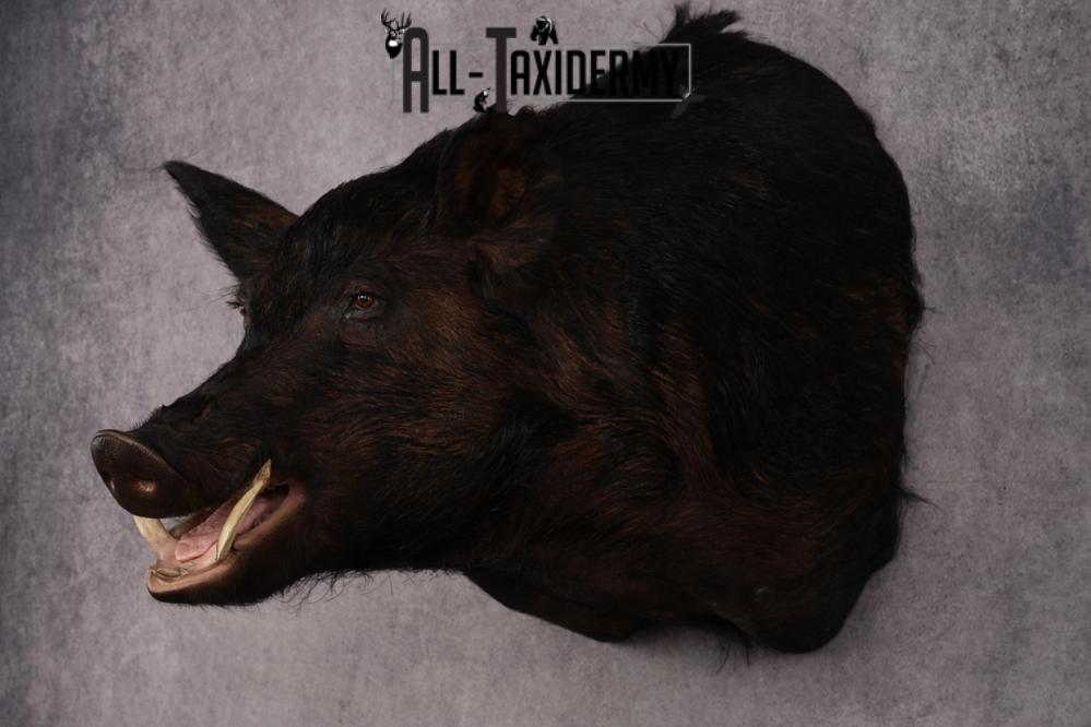 XXXL Hog Shoulder Mount SKU 2975 - Image 8