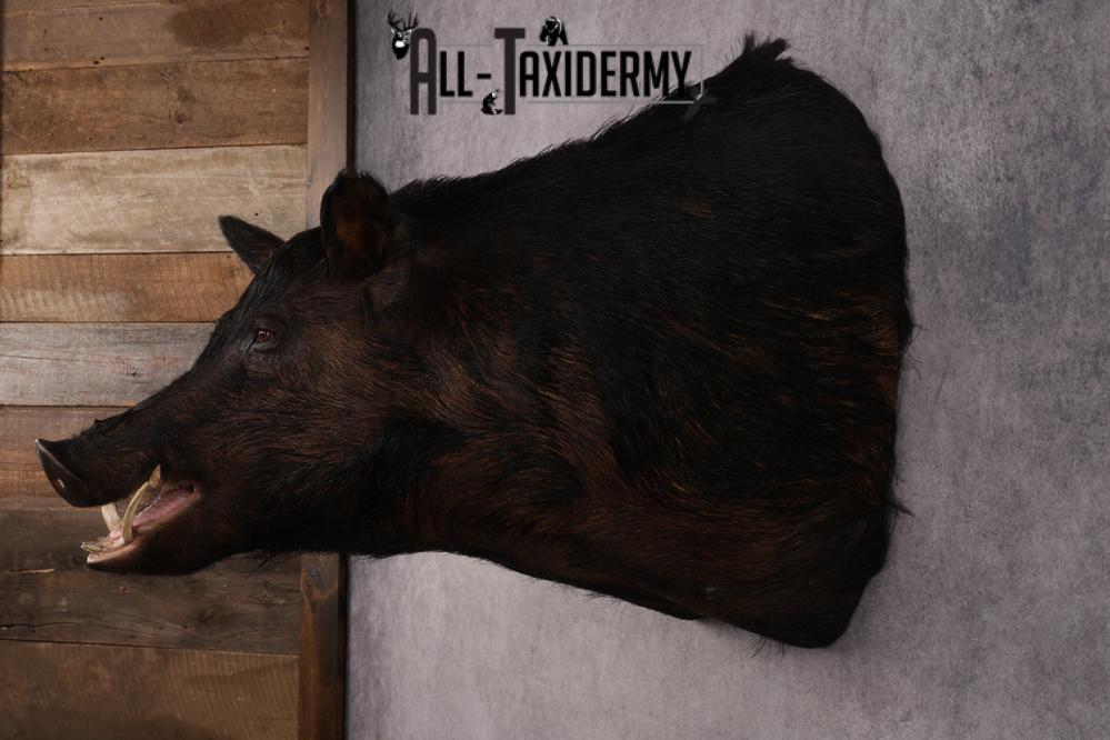 XXXL Hog Shoulder Mount SKU 2975 - Image 7