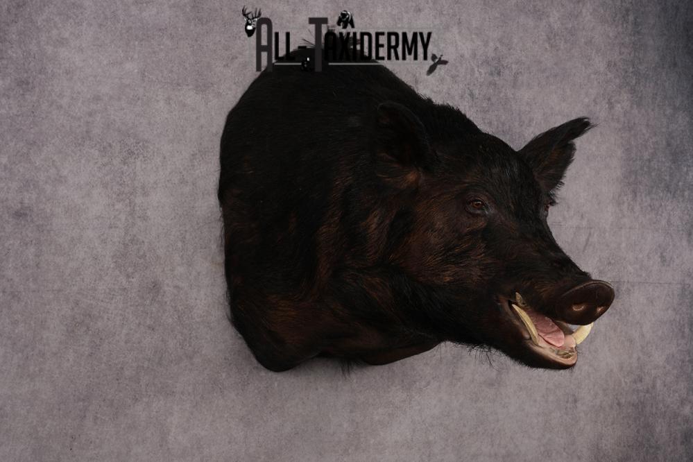 XXXL Hog Shoulder Mount SKU 2975 - Image 6