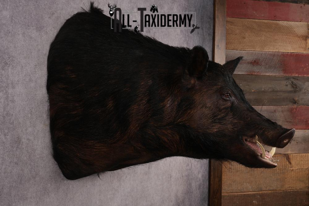 XXXL Hog Shoulder Mount SKU 2975 - Image 5