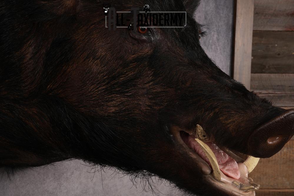 XXXL Hog Shoulder Mount SKU 2975 - Image 4