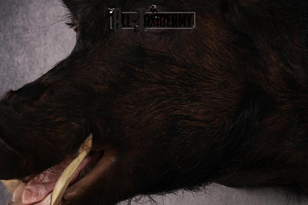 XXXL Hog Shoulder Mount SKU 2975 - Image 3