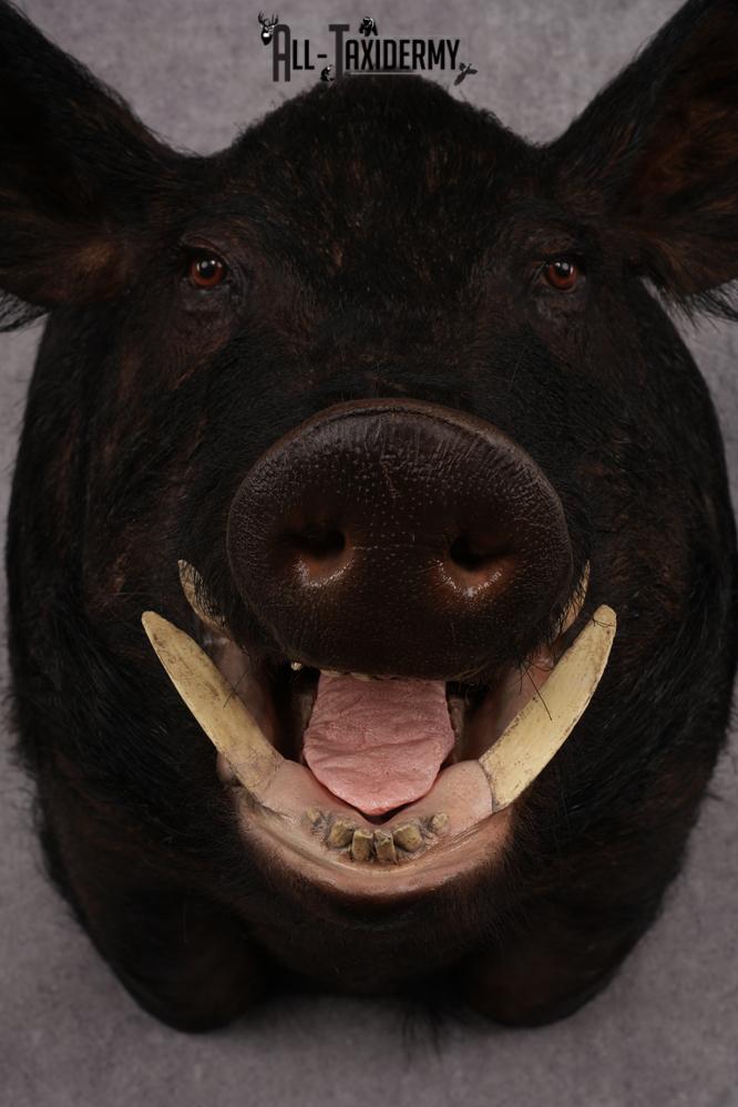 XXXL Hog Shoulder Mount SKU 2975 - Image 2