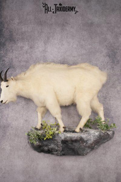 Mountain Goat Taxidermy Mount SKU 2900