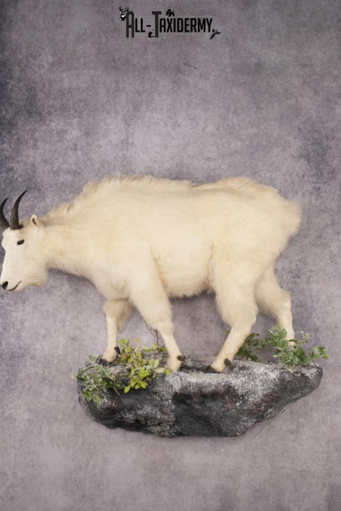 Mountain Goat Taxidermy Mount SKU 2900