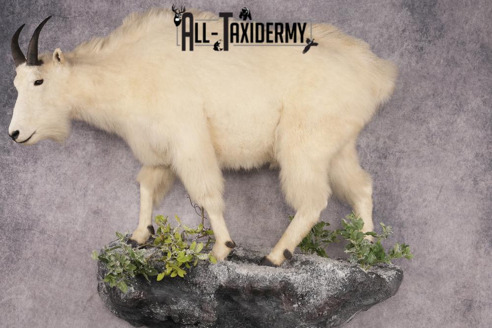 Mountain Goat Taxidermy Mount SKU 2900 - Image 11