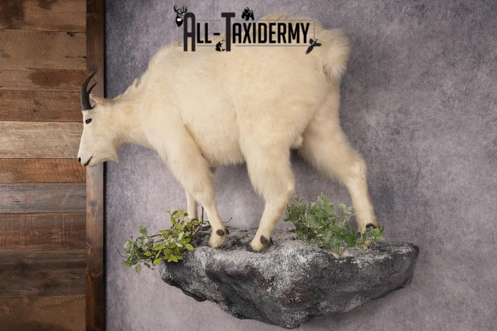Mountain Goat Taxidermy Mount SKU 2900 - Image 10