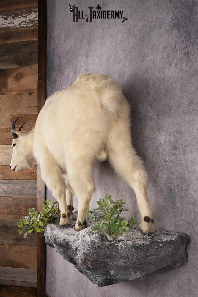 Mountain Goat Taxidermy Mount SKU 2900 - Image 9