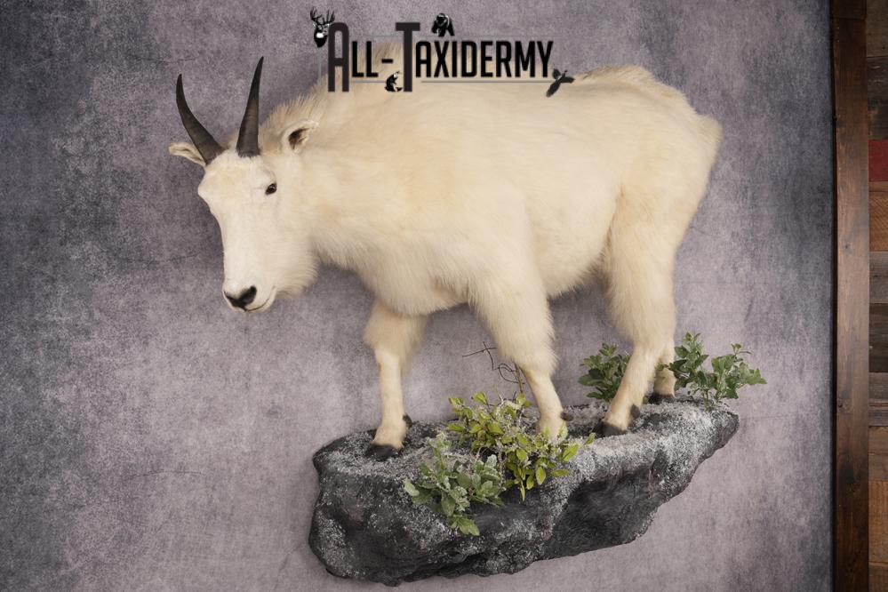Mountain Goat Taxidermy Mount SKU 2900 - Image 8