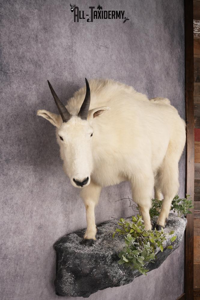 Mountain Goat Taxidermy Mount SKU 2900 - Image 7