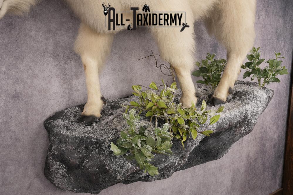 Mountain Goat Taxidermy Mount SKU 2900 - Image 6