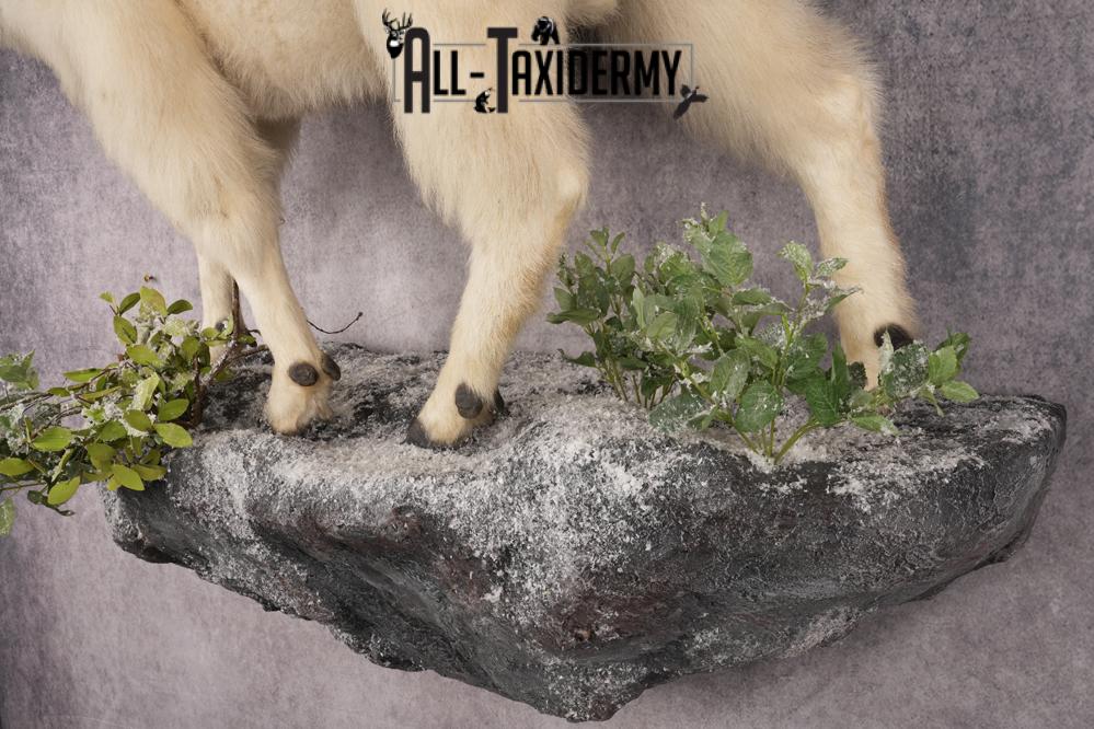 Mountain Goat Taxidermy Mount SKU 2900 - Image 5