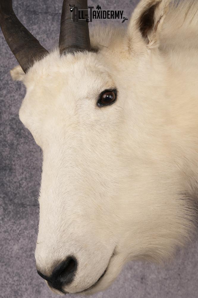 Mountain Goat Taxidermy Mount SKU 2900 - Image 4