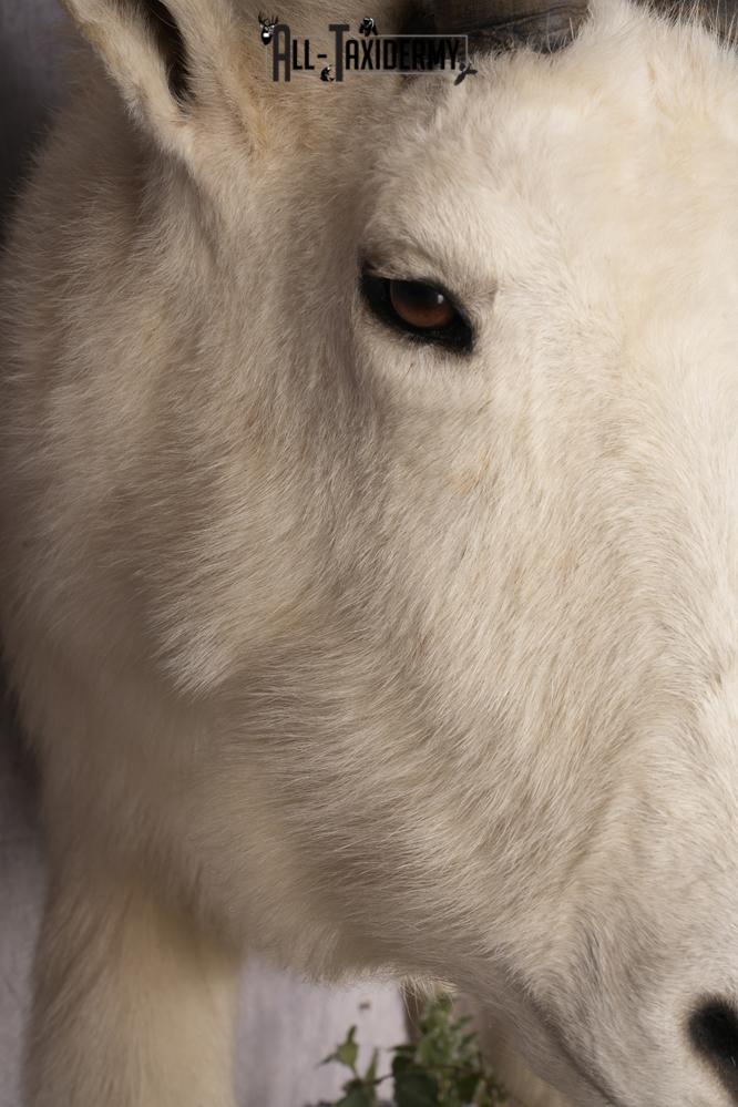 Mountain Goat Taxidermy Mount SKU 2900 - Image 3
