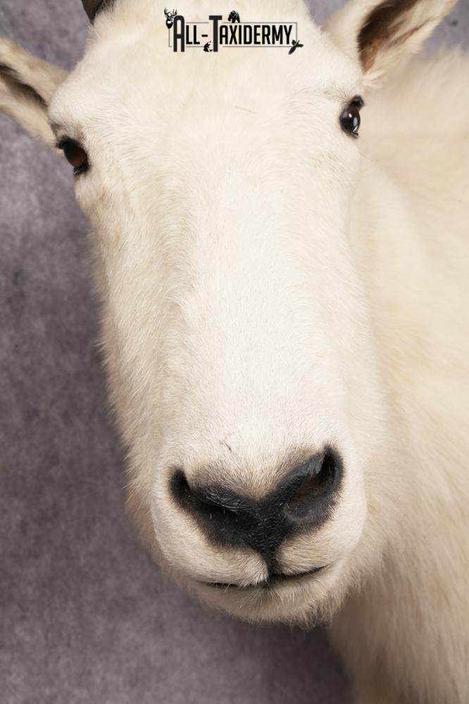 Mountain Goat Taxidermy Mount SKU 2900 - Image 2