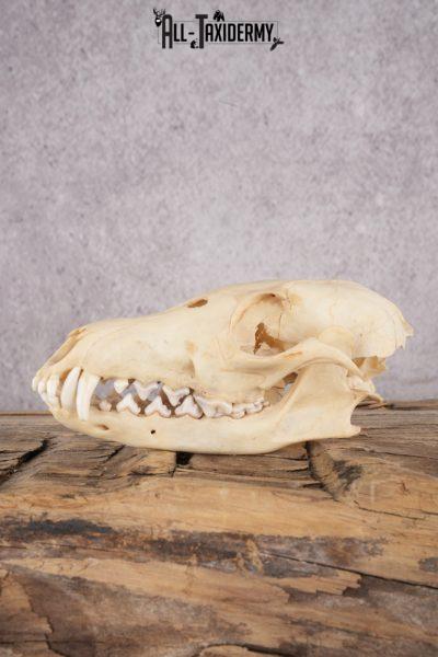 Fox Skull SKU 2994