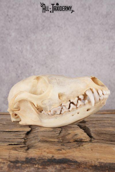 Fox Skull