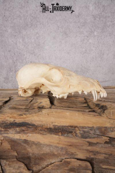 Fox Skull SKU 2991