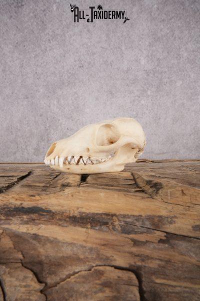 Fox Skull SKU 2992