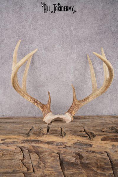 Whitetail Deer Antler Skull Cap SKU 2990