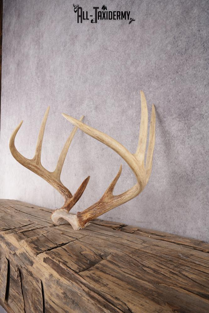 Whitetail Deer Antler Skull Cap SKU 2990 - Image 3