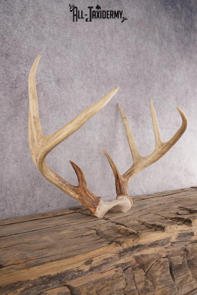 Whitetail Deer Antler Skull Cap SKU 2990 - Image 2