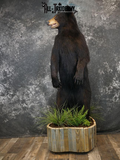 Black Bear Mount Ideas, Life-Size, Wall | All-Taxidermy