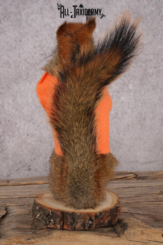 Hunting Red Squirrel SKU 3129 - Image 3