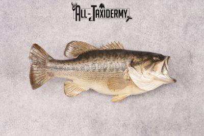 Large Mouth Bass SKU 3016