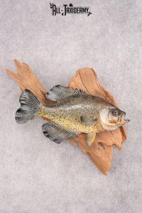 Crappie Taxidermy