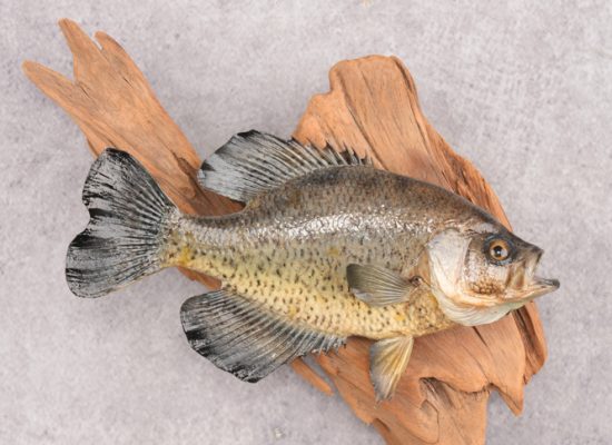 Crappie Taxidermy
