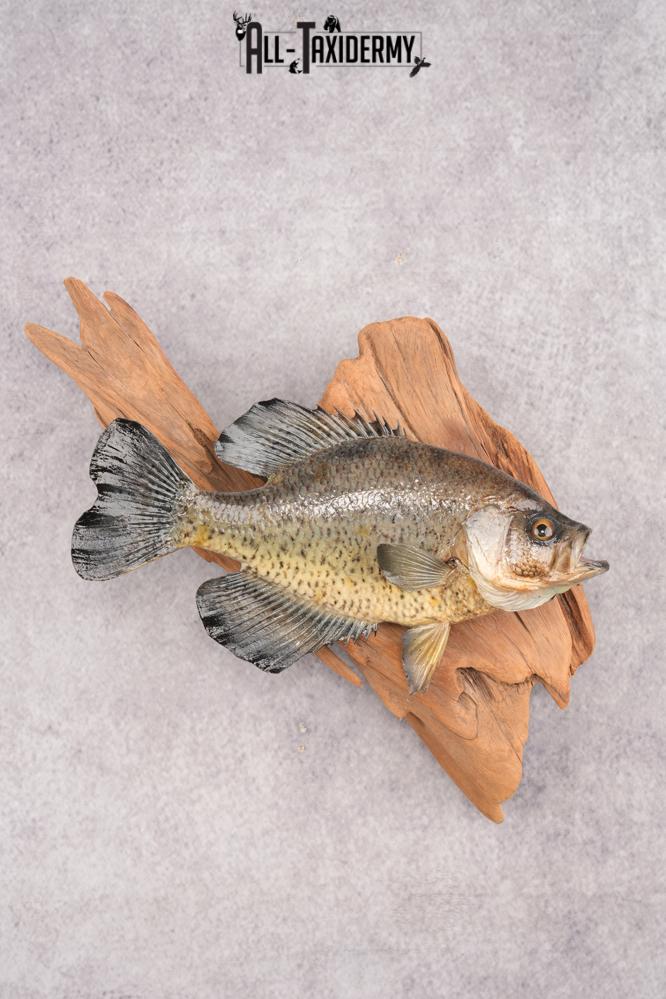 Crappie Taxidermy