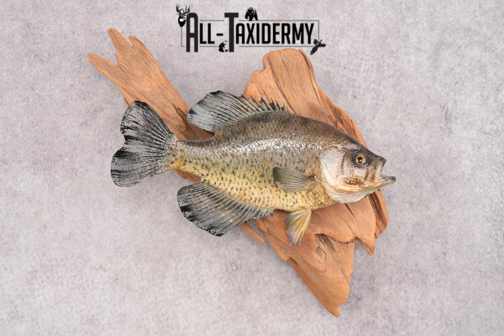 Black Crappie SKU 3017 - Image 6